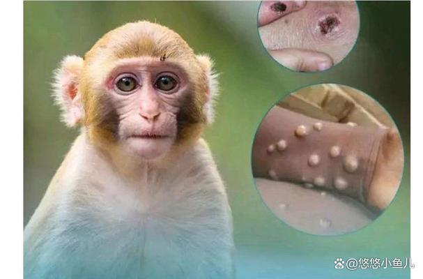 二四六香港资料期期准中特和车钥匙逗猴被猴抢走与猴子车钥匙